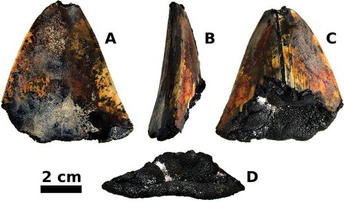 Dent de megalodon découverte à 3 000 mètres de profondeur : c'était un requin préhistorique de... 1 Dente di megalodonte scoperto a 3.000 metri di profondità: era uno squalo preistorico di 20 metri
