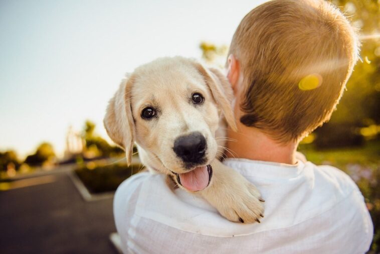Comment faire vivre plus longtemps et en bonne santé son chien : les scientifiques révèlent le facteur "secret" 1 Come far vivere più a lungo e in salute il proprio cane: scienziati svelano il fattore “segreto”
