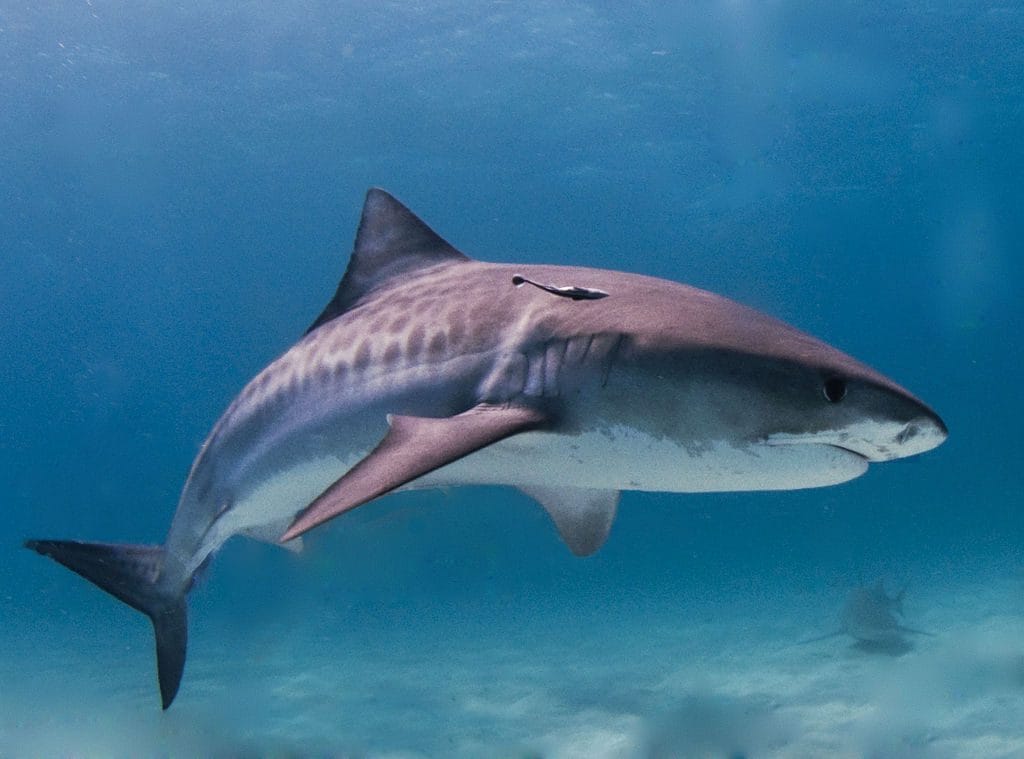 Ce que nous savons sur le requin tigre, l'espèce impliquée dans l'attaque mortelle de Gianluca Di Gioia 4 Requin tigre. Crédit : wikipedia