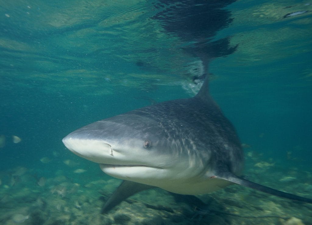 Requin bouledogue. Crédit: wikipedia