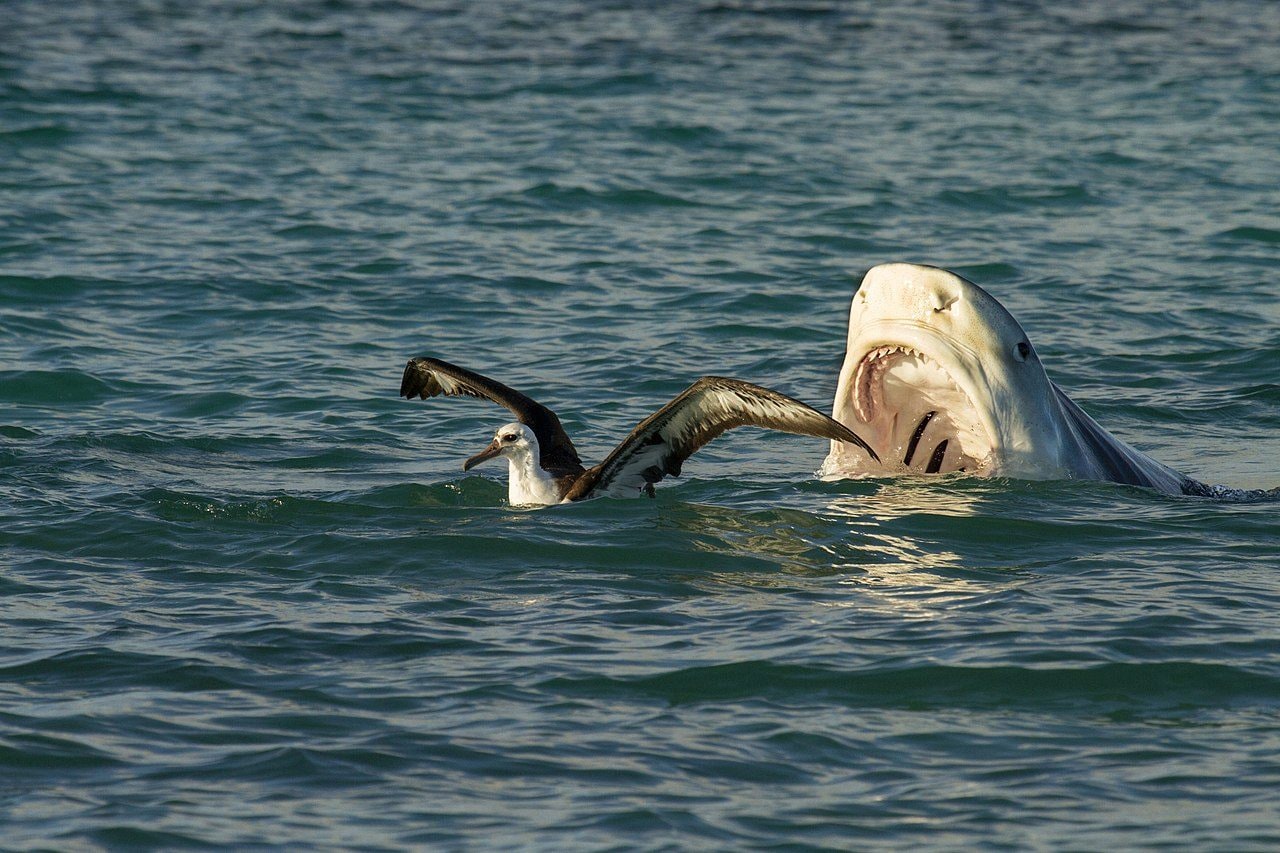 Requin tigre attaque un albatros. Crédit: wikipedia
