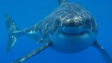 Pourquoi les requins peuvent attaquer l'homme 1 Perché gli squali possono attaccare l’uomo