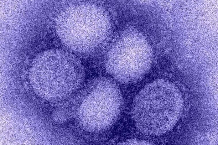 Grippe porcine ou grippe saisonnière, comment reconnaître les infections par le H1N1 et pourquoi sont-elles différentes 1 Influenza suina o influenza stagionale, come riconoscere le infezioni da H1N1 e perché sono diverse