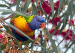 Oiseau merveilleux aux couleurs de l'arc-en-ciel s'échappe d'un zoo : "S'il survit à l'hiver, il peut survivre" 90 Meraviglioso uccello color arcobaleno scappa da uno zoo: “Se supera l’inverno può sopravvivere”