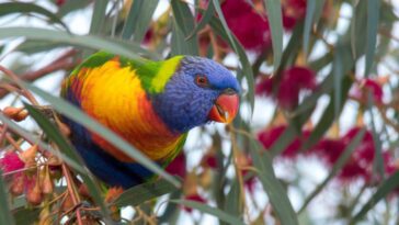 Oiseau merveilleux aux couleurs de l'arc-en-ciel s'échappe d'un zoo : "S'il survit à l'hiver, il peut survivre" 15 Meraviglioso uccello color arcobaleno scappa da uno zoo: “Se supera l’inverno può sopravvivere”