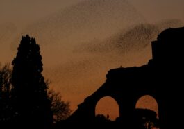 Qu'est-ce que le murmure des étourneaux et pourquoi volent-ils en millions, créant des formes incroyables dans le ciel 47 Cos’è il mormorio di storni e perché volano a milioni, creando forme incredibili nel cielo