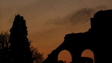 Qu'est-ce que le murmure des étourneaux et pourquoi volent-ils en millions, créant des formes incroyables dans le ciel 8 Cos’è il mormorio di storni e perché volano a milioni, creando forme incredibili nel cielo