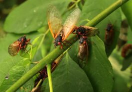Perché ogni 221 anni gli USA vengono invasi da milioni di cicale: accadrà proprio nel 2024