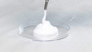 Cancer, la consommation de cette mousse réduit la croissance et le développement des tumeurs dans les tests en laboratoire 27 Cancro, il consumo di questa schiuma riduce crescita e sviluppo dei tumori in test di laboratorio