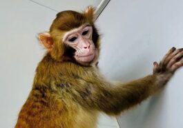 ReTro, la scimmia rhesus clonata in Cina è la prima a sopravvivere più di due anni