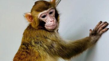 ReTro, le singe rhesus cloné en Chine est le premier à survivre plus de deux ans 20 ReTro, la scimmia rhesus clonata in Cina è la prima a sopravvivere più di due anni