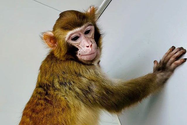 ReTro, le singe rhesus cloné en Chine est le premier à survivre plus de deux ans 1 ReTro, la scimmia rhesus clonata in Cina è la prima a sopravvivere più di due anni
