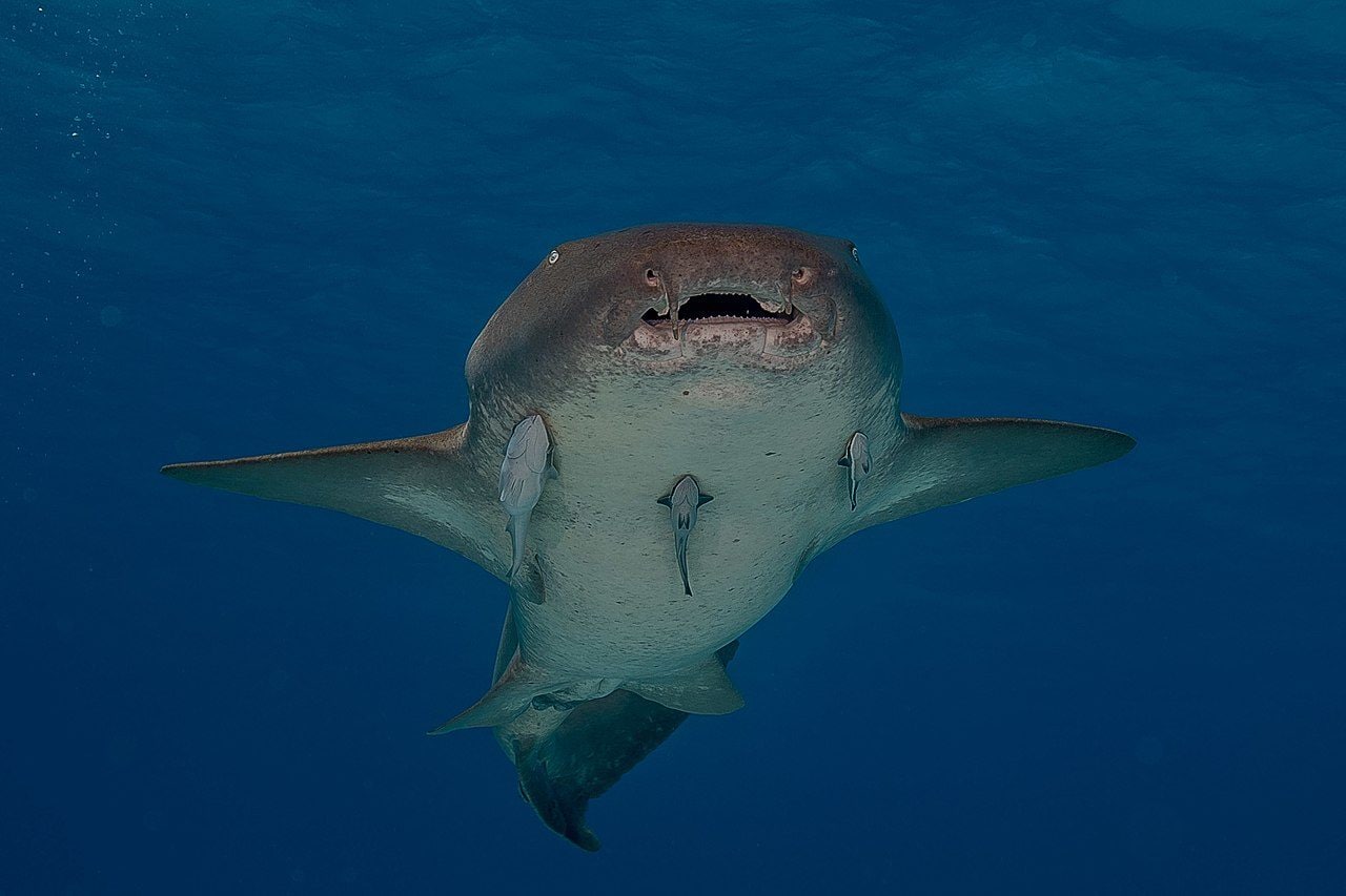 Requin-nourrice. Crédit : Stevelaycock21