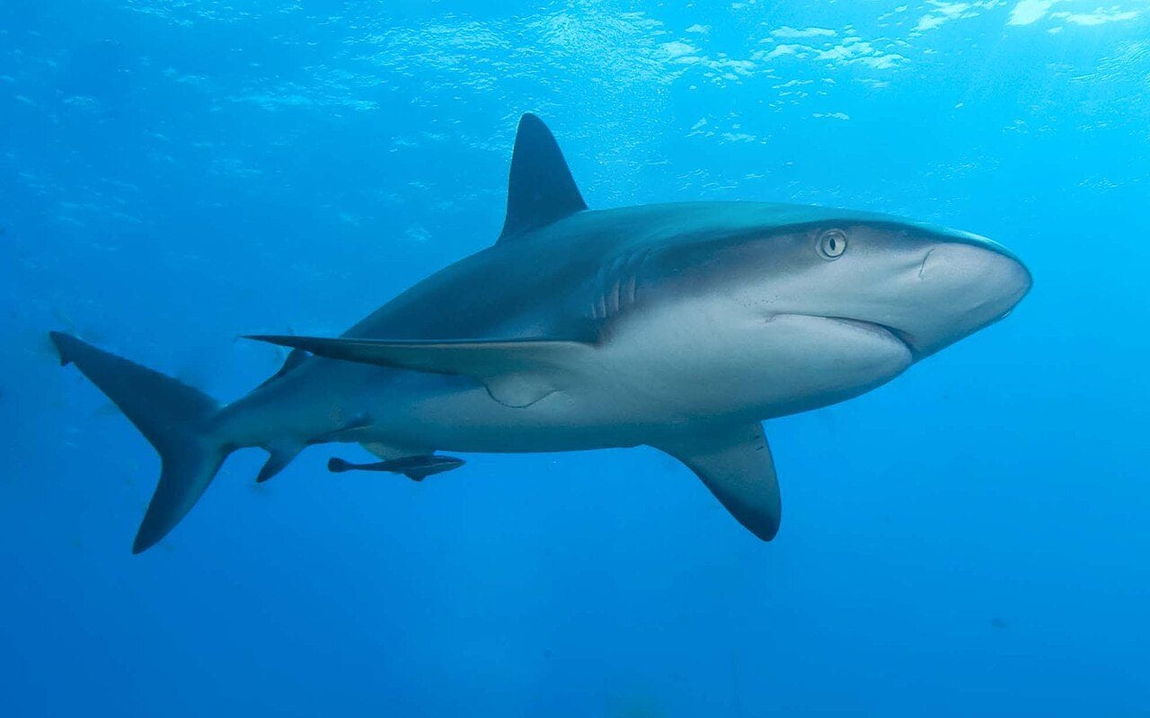 Un requin des Caraïbes. Crédit : Albert kok
