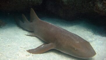 Quelle espèce de requin a mordu un enfant dans une piscine et combien d'attaques impliquée 19 Quale specie di squalo ha morso un bambino in una piscina e in quanti attacchi è stata coinvolta