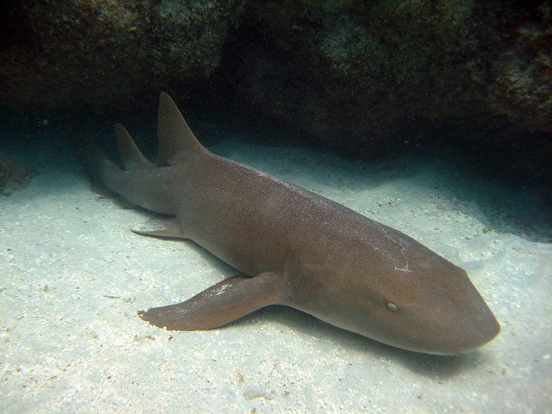 Quale specie di squalo ha morso un bambino in una piscina e in quanti attacchi è stata coinvolta