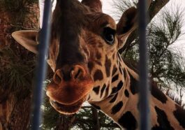 Lui è Benito, la giraffa più sola del Messico: per salvarla si sono mosse migliaia di persone
