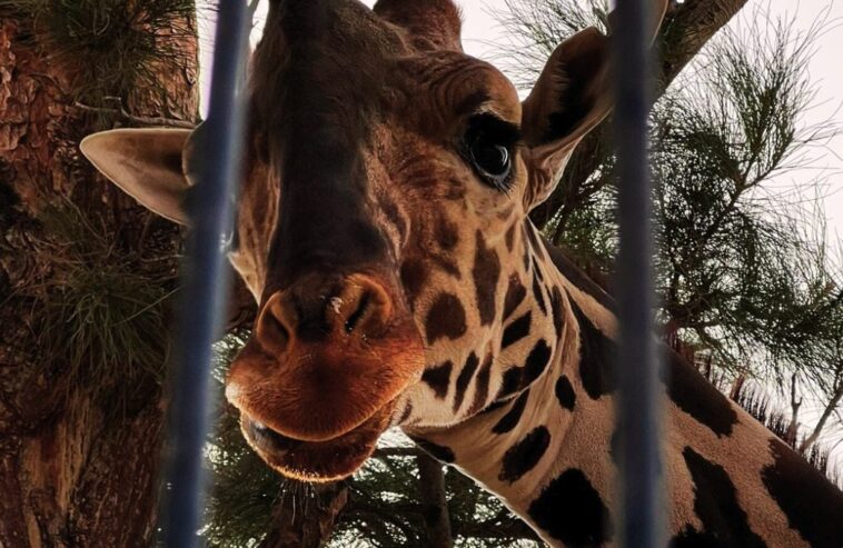 Benito, la girafe solitaire du Mexique, attire des milliers de personnes venues pour le secourir 1 Lui è Benito, la giraffa più sola del Messico: per salvarla si sono mosse migliaia di persone