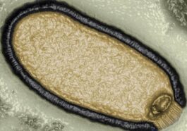 I virus zombie sepolti nel permafrost possono scatenare una nuova epidemia: l’allarme degli scienziati