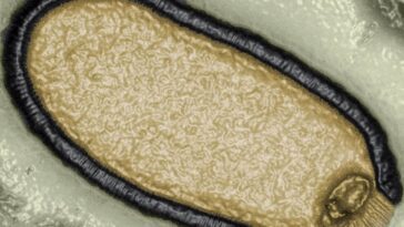 Les virus zombies enterrés dans le pergélisol peuvent déclencher une nouvelle épidémie : l'alerte des scientifiques 9 I virus zombie sepolti nel permafrost possono scatenare una nuova epidemia: l’allarme degli scienziati
