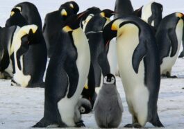 Perché la scoperta di 4 nuove colonie di pinguini in Antartide è una buona (e una cattiva) notizia