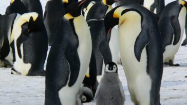 Pourquoi la découverte de 4 nouvelles colonies de pingouins en Antarctique est une bonne (et une mauvaise) nouvelle 27 Perché la scoperta di 4 nuove colonie di pinguini in Antartide è una buona (e una cattiva) notizia