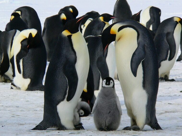Pourquoi la découverte de 4 nouvelles colonies de pingouins en Antarctique est une bonne (et une mauvaise) nouvelle 1 Perché la scoperta di 4 nuove colonie di pinguini in Antartide è una buona (e una cattiva) notizia