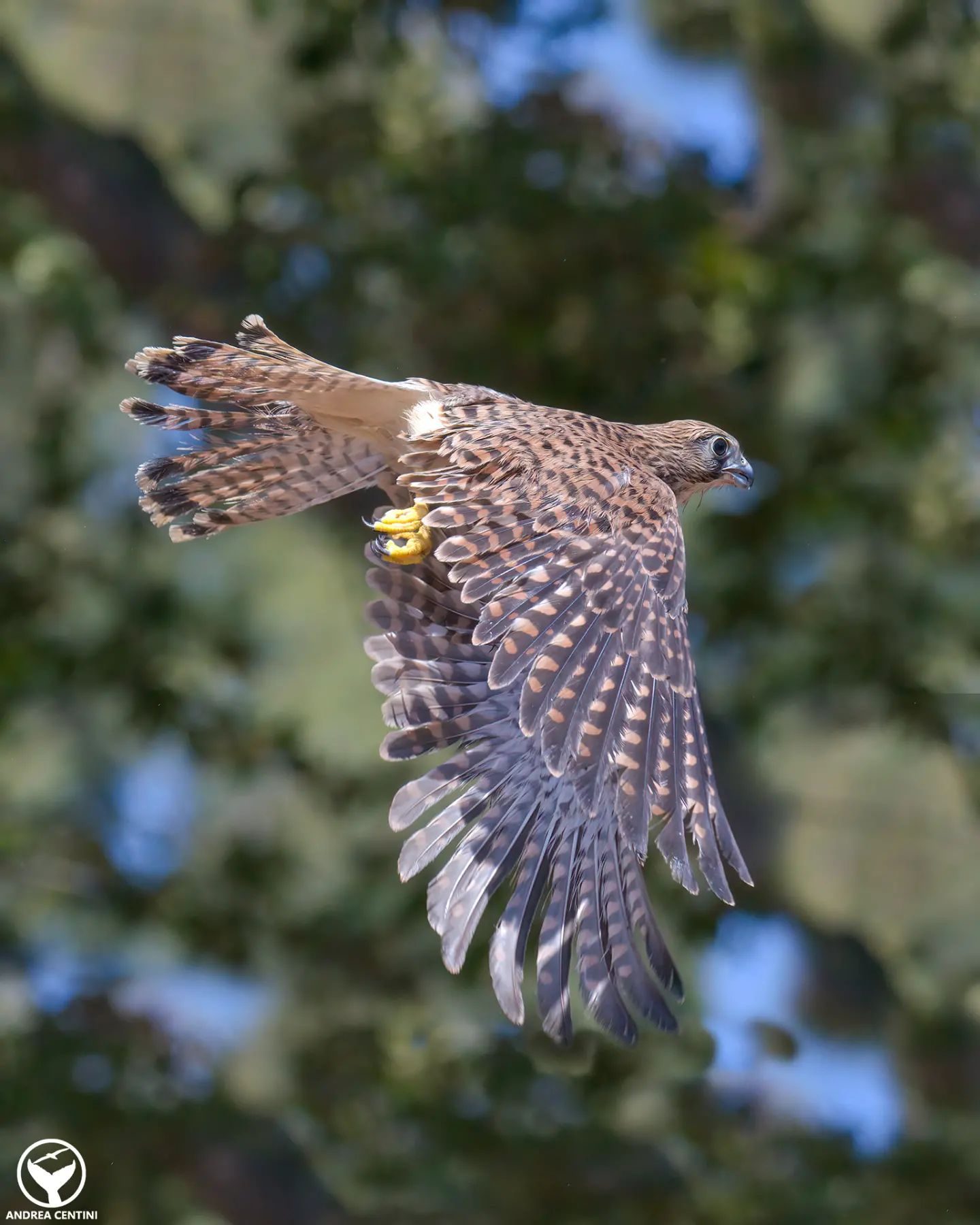 Oiseau de proie flashé par un radar automatique : qui est ce "transgresseur" 3 Gheppio. Crédit : Andrea Centini
