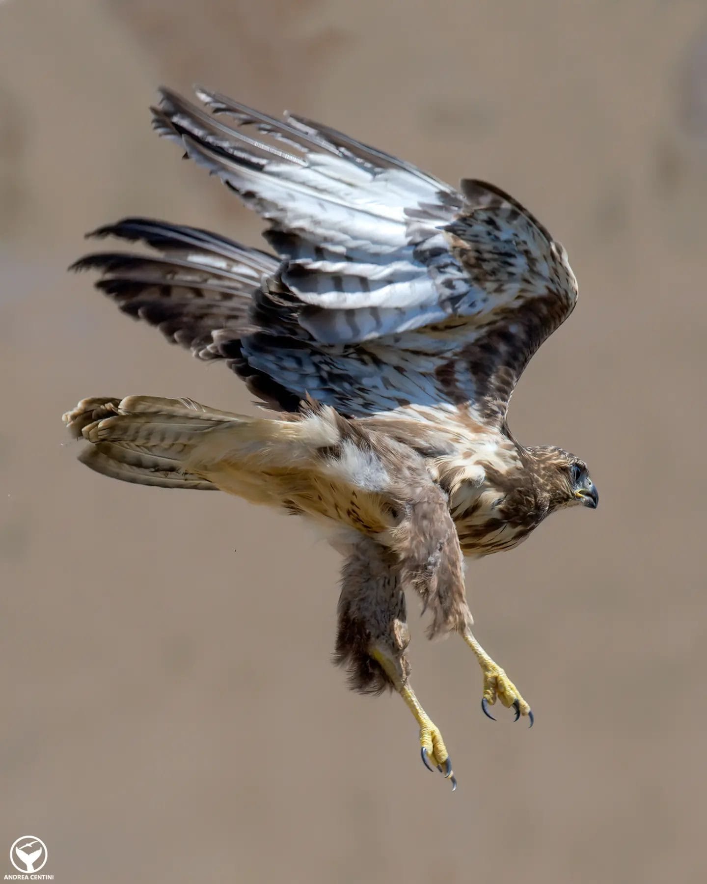 Oiseau de proie flashé par un radar automatique : qui est ce "transgresseur" 5 Poiana. Crédit : Andrea Centini