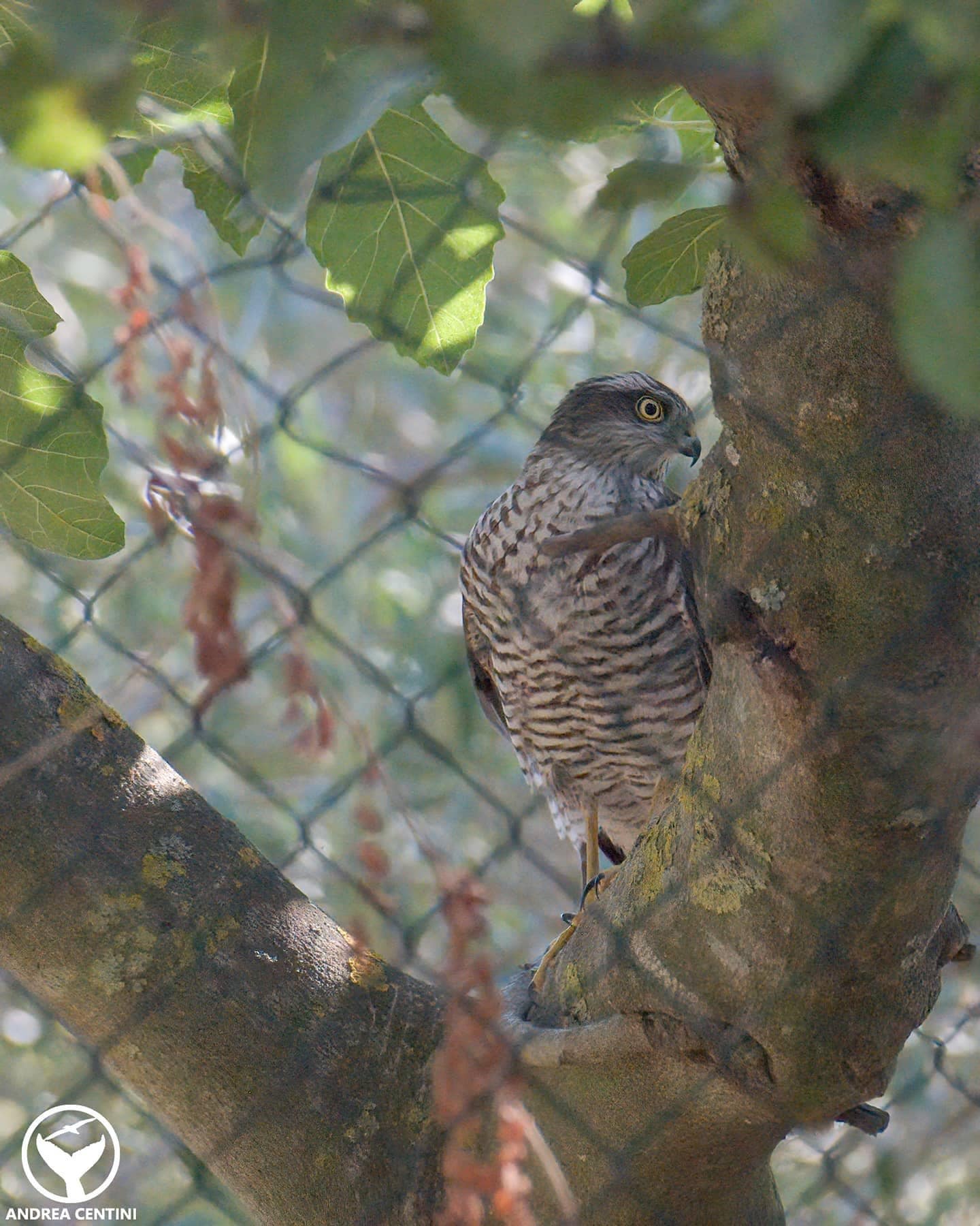 Oiseau de proie flashé par un radar automatique : qui est ce "transgresseur" 4 Sparviere. Crédit : Andrea Centini