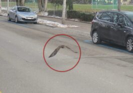 Uccello rapace brucia la zona 30 e l’autovelox gli scatta una foto: chi è il “trasgressore”