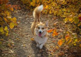 Perché i cani scodinzolano e come è nato questo affascinante linguaggio rituale: lo studio italiano