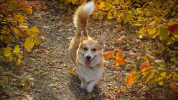 Pourquoi les chiens remuent la queue et comment ce langage rituel fascinant s'est-il développé 13 Perché i cani scodinzolano e come è nato questo affascinante linguaggio rituale: lo studio italiano
