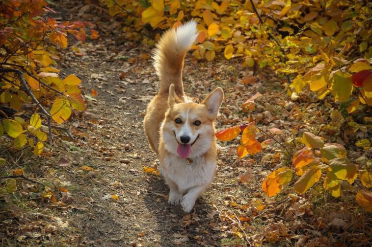 Pourquoi les chiens remuent la queue et comment ce langage rituel fascinant s'est-il développé 1 Perché i cani scodinzolano e come è nato questo affascinante linguaggio rituale: lo studio italiano
