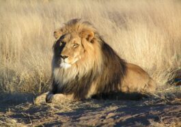 Cosa fare se ci si trova davanti a un leone: i consigli degli esperti di safari