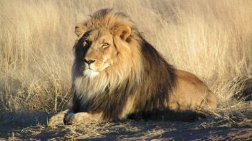 Que faire si l'on se trouve face à un lion : les conseils des experts en safari 9 Cosa fare se ci si trova davanti a un leone: i consigli degli esperti di safari