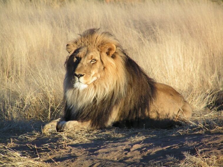 Que faire si l'on se trouve face à un lion : les conseils des experts en safari 1 Cosa fare se ci si trova davanti a un leone: i consigli degli esperti di safari