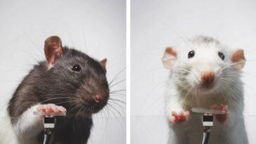 Dans une expérience, les souris ont montré une obsession pour les selfies similaire à celle des êtres humains 10 In un esperimento i topi hanno dimostrato di essere ossessionati dai selfie come gli esseri umani