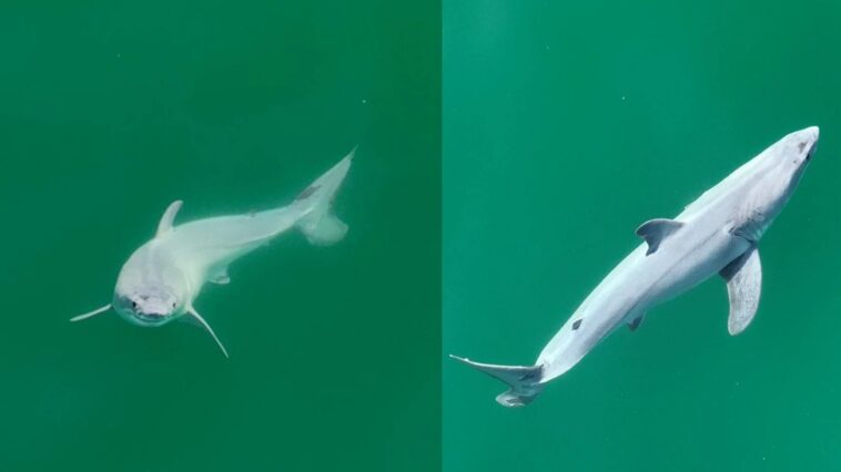 Requin blanc nouveau-né repéré pour la première fois : pourquoi c'est une découverte extraordinaire 1 Neonato di squalo bianco avvistato per la prima volta: perché è una scoperta straordinaria