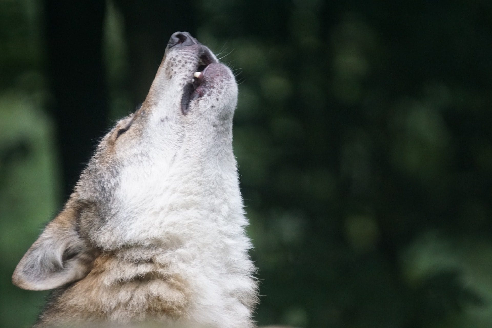 Pourquoi les loups peuvent attaquer les chiens et comment se comporter en cas de rencontre 5 Immagine