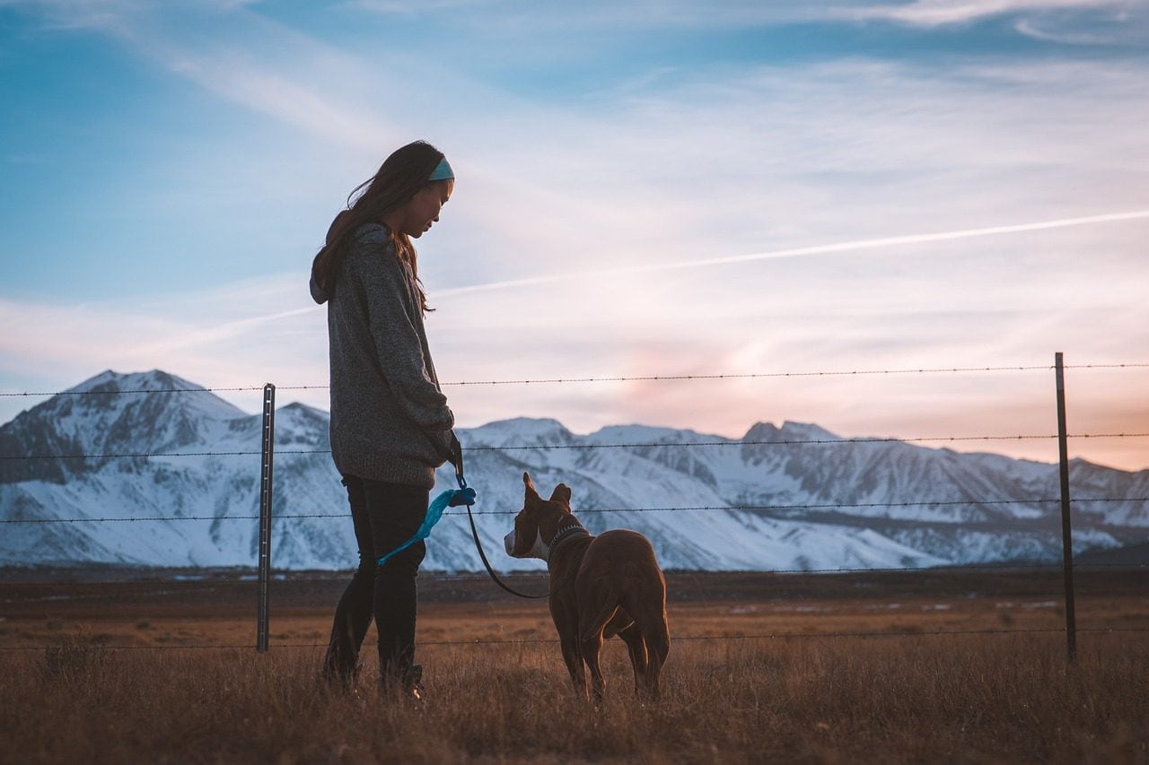 Pourquoi les loups peuvent attaquer les chiens et comment se comporter en cas de rencontre 6 Immagine