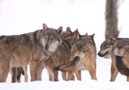 Perché i lupi possono attaccare i cani e come comportarsi in caso di incontro