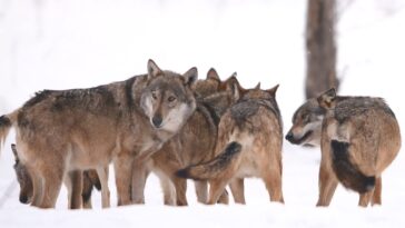 Pourquoi les loups peuvent attaquer les chiens et comment se comporter en cas de rencontre 28 Perché i lupi possono attaccare i cani e come comportarsi in caso di incontro