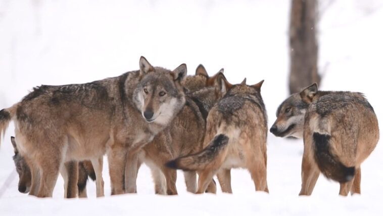 Pourquoi les loups peuvent attaquer les chiens et comment se comporter en cas de rencontre 1 Perché i lupi possono attaccare i cani e come comportarsi in caso di incontro