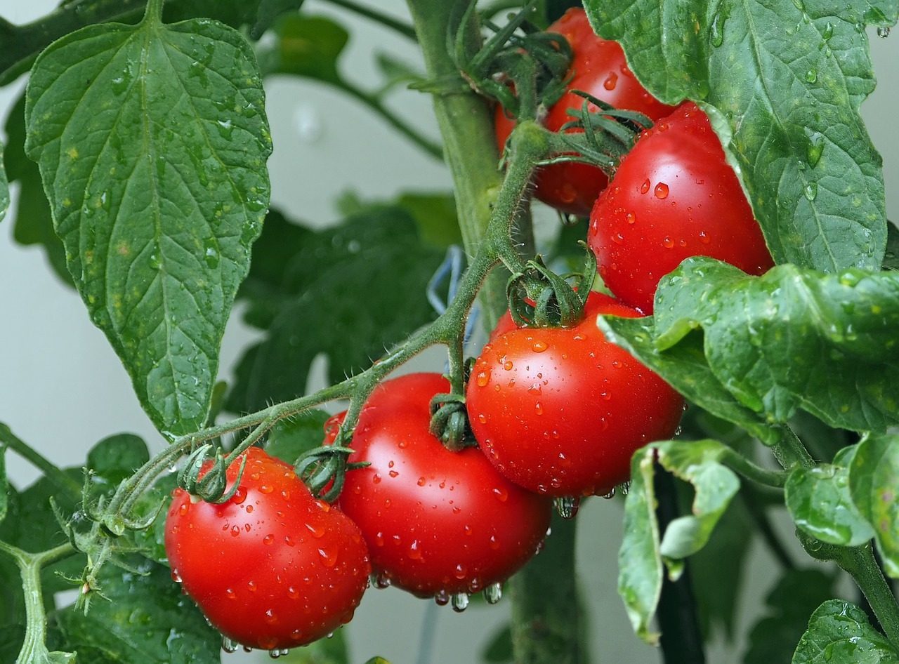 Il succo di pomodoro uccide la Salmonella, prima causa di intossicazione alimentare
