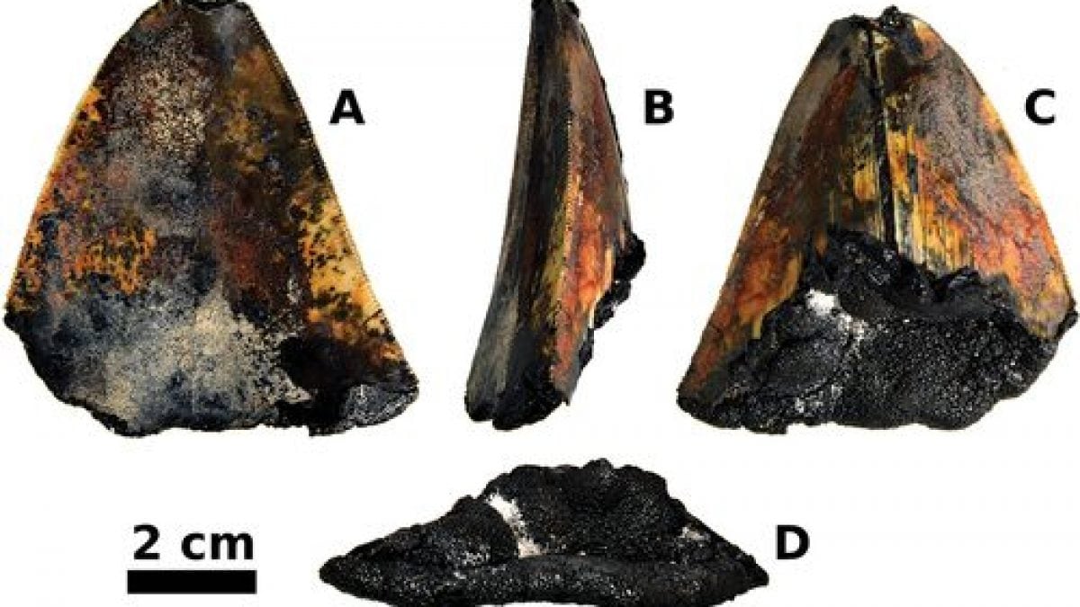 Dent de megalodon découverte à 3 000 mètres de profondeur : c'était un requin préhistorique de... 2 Crédit : EV Nautilus / Historical Biology