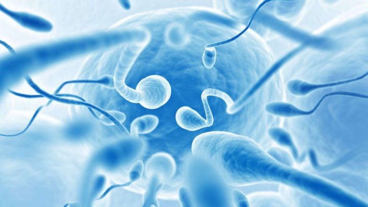 Des scientifiques ont trouvé une clé potentielle pour la colonisation de l'espace : le sperme de souris 4 Spermatozoïdes