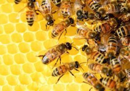 Il caldo anomalo di questo inverno rischia di uccidere le api: ingannate da una falsa primavera