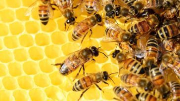 La chaleur anormale de cet hiver risque de tuer les abeilles : trompées par un faux printemps 19 Il caldo anomalo di questo inverno rischia di uccidere le api: ingannate da una falsa primavera