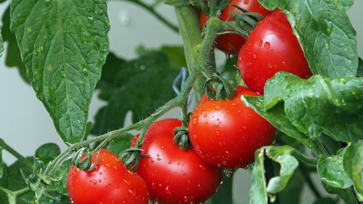 Le jus de tomate tue la Salmonelle, principale cause d'intoxication alimentaire 2 Image
